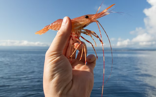 Prawning in British Columbia | Pacific Net & Twine Guide