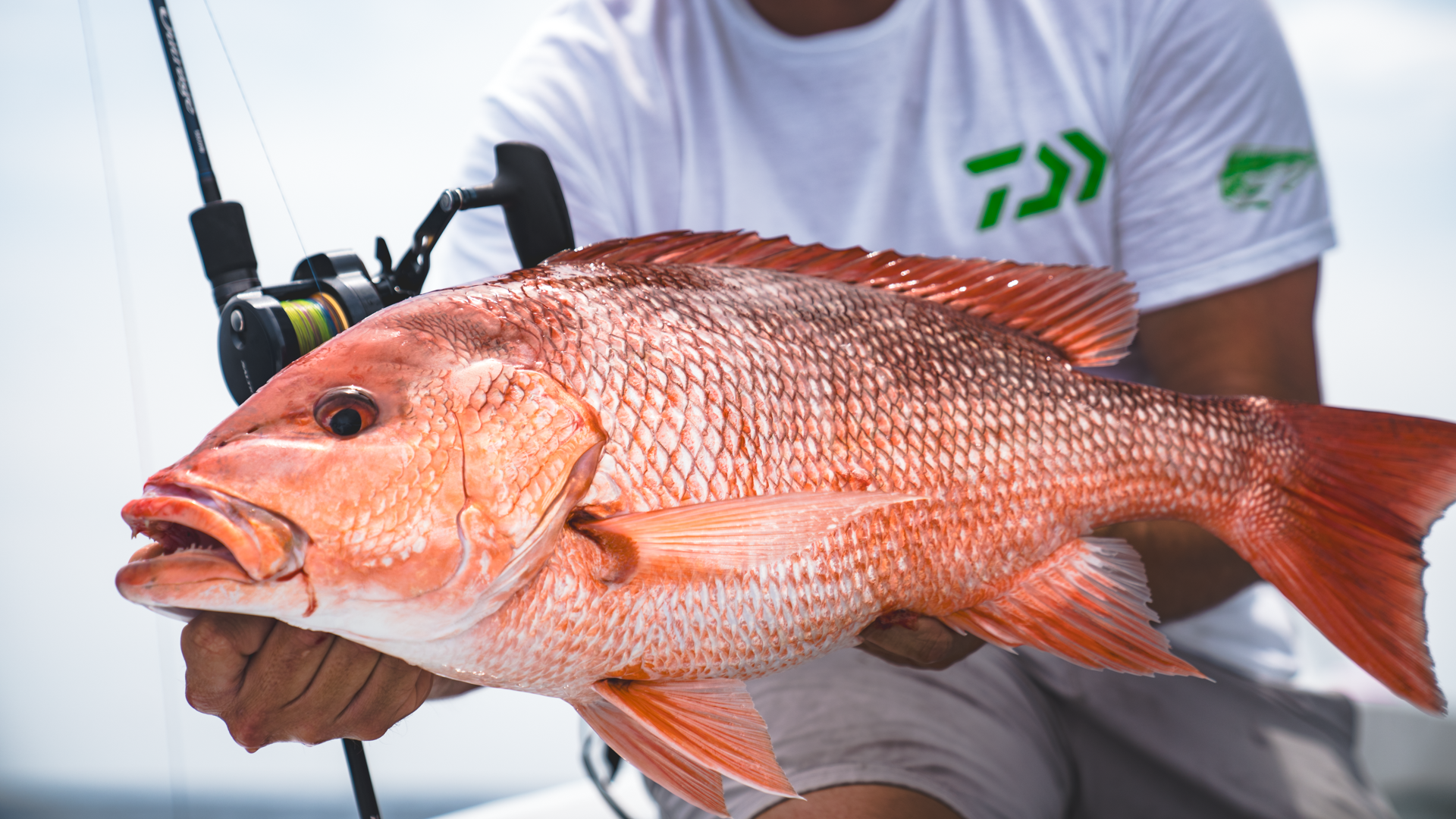 DAIWA 24 SALTIGA JIGGING STAR DRAG 15 REEL