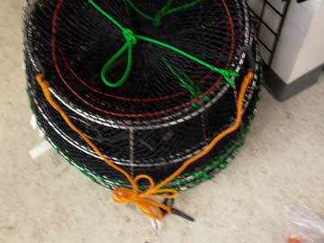 HARNESS or BRIDLE FOR SPORT TRAPS