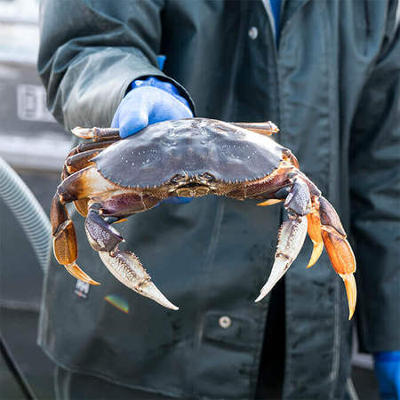 Beginner’s Guide to Crabbing in BC | Pacific Net & Twine