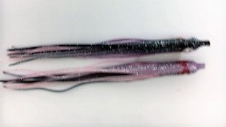 NORTH PACIFIC NEEDLE FISH G42W