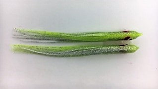 NORTH PACIFIC NEEDLE FISH G6
