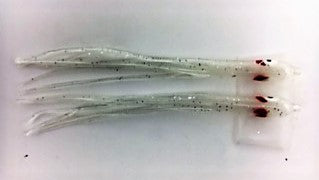 NORTH PACIFIC NEEDLE FISH M70 (Jellyfish)