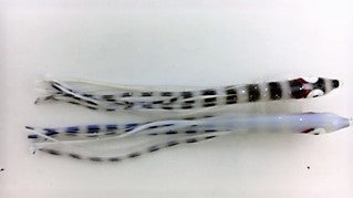 NORTH PACIFIC NEEDLE FISH YS47OA